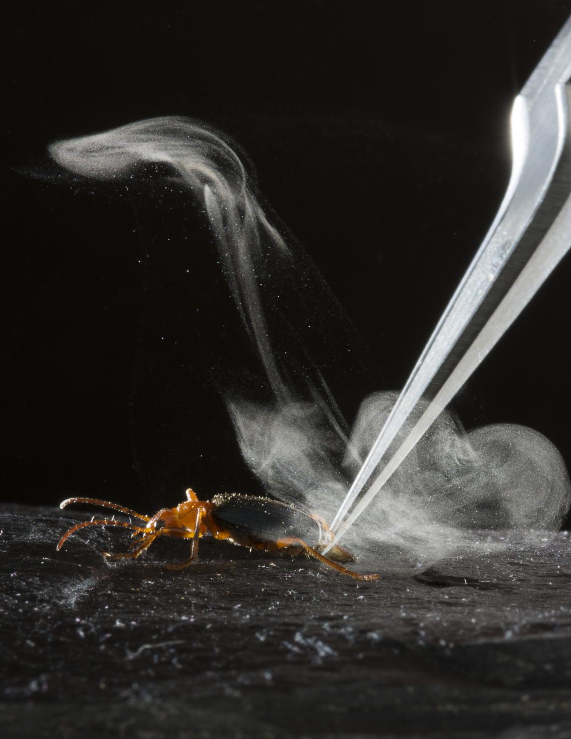'Gunsmoke' wafts around a researcher's hand after a bombardier beetle of the species Brachinus elongatulus blasted in response to being grasped by forceps. 'Gunsmoke' wafts around a researcher's hand after a bombardier beetle of the species Brachinus elongatulus blasted in response to being grasped by forceps.